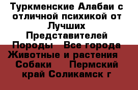 Туркменские Алабаи с отличной психикой от Лучших Представителей Породы - Все города Животные и растения » Собаки   . Пермский край,Соликамск г.